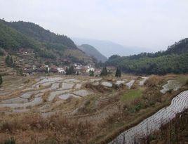 羅山村[浙江景寧縣東坑鎮下轄村]