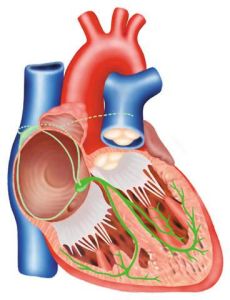 心臟傳導阻滯