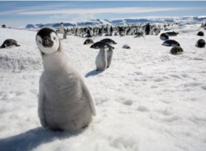 Emperor penguin