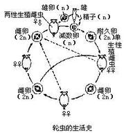 多倍性單性生殖