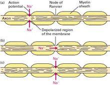 有髓神經纖維在郎飛節之間傳導興奮