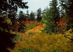 長白山紅松闊葉混交林