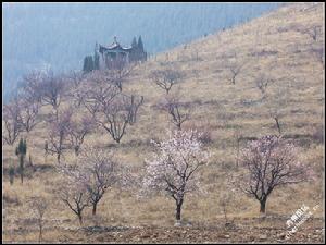 杏花叢中半山亭