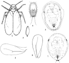 （煙粉虱和溫室白粉虱）1~5. 溫室白粉虱成蟲、成蟲前翅、卵、若蟲和蛹; 6~7. 煙粉虱前翅和蛹