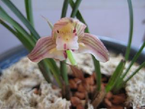 Cymbidium goeringii