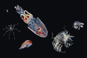 污水浮游生物