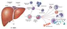 DC-細胞再生三位一體療法治療肝病獲得研究突破