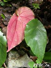 昌感秋海棠 Begonia cavaleriei