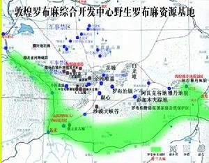 羅布泊野生羅布麻基地