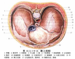 手術後膈疝