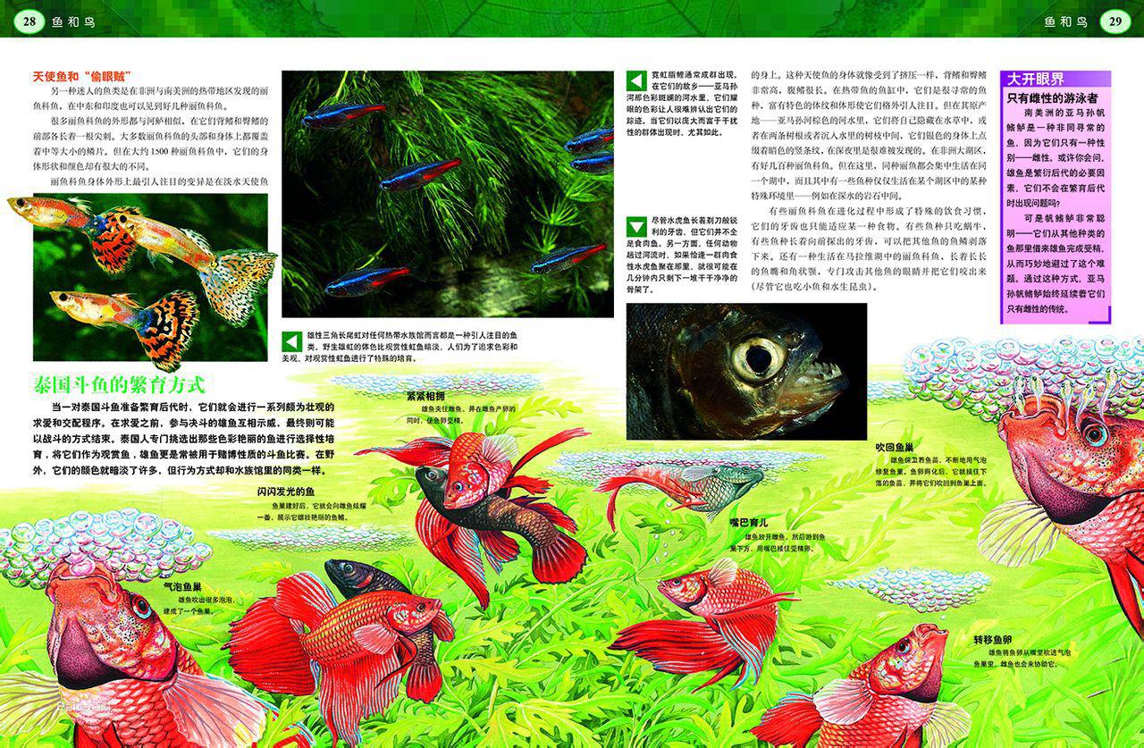 《發現之旅·魚和鳥》內文