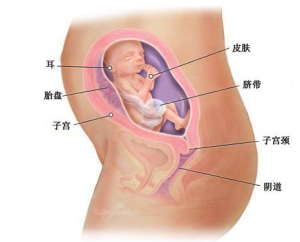 懷孕六個月胎兒圖(第23周)