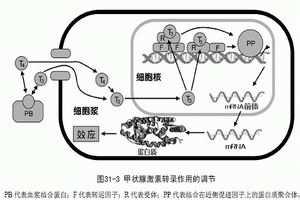 地方性呆小病