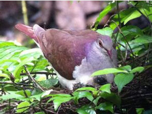 紫鶉鳩