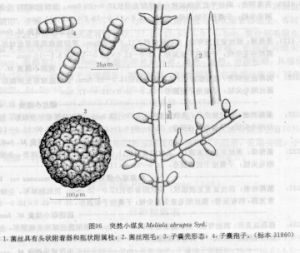 突然小煤炱