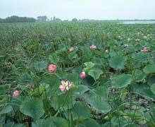 黑龍江海林蓮花湖