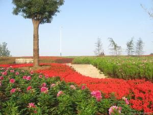 花草樹木