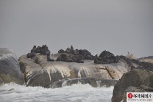 海豹島