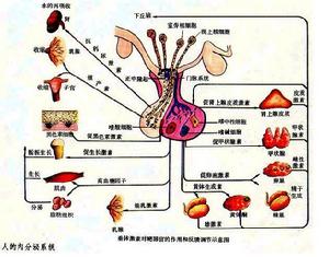 女性生殖生理