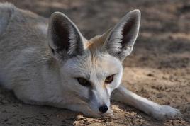 路氏沙狐 路氏沙狐