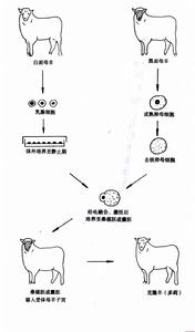 細胞脫核技術