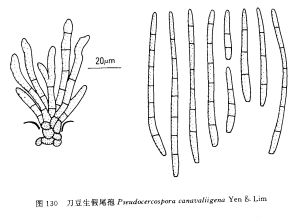 刀豆生假尾孢