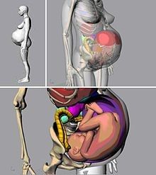 9個月的孕婦模型[11]