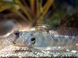 觸角溝蝦虎魚
