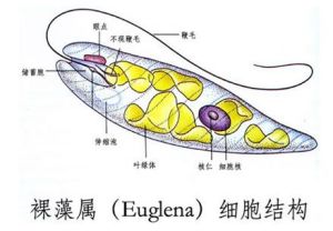 裸藻屬