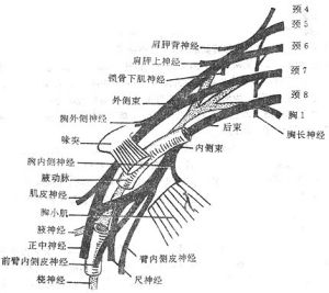 臂叢神經