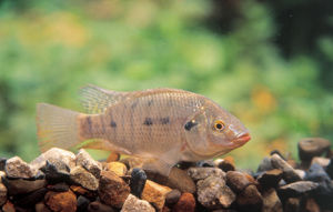 尼羅口孵魚