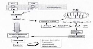細胞凋亡及其信號通路