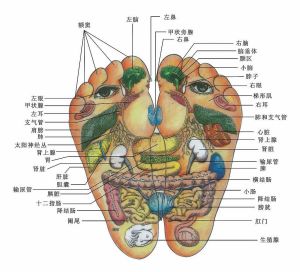 足部反射區