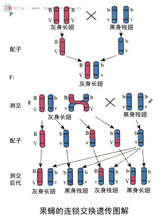 連鎖和交換