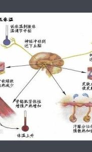 體溫調節