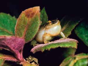 Common Coqui