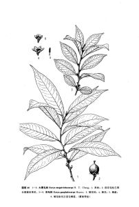 毛果柃系 植物