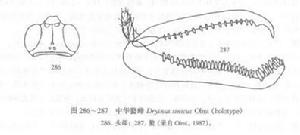 中華螯蜂線描圖