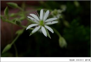 （圖）繁縷花