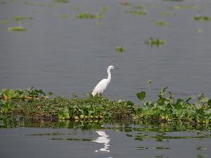 石屏異龍湖