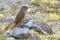 高山卡納灶鳥