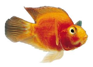 Ornamental fish