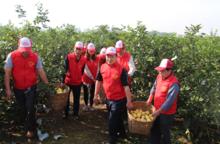 志願者為種植大戶採收檸檬