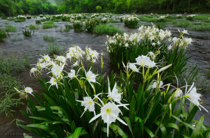 野生水仙花