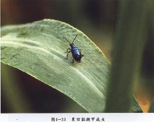 粟莖跳甲