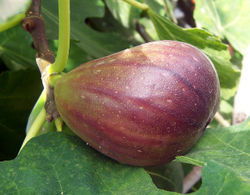 Common fig