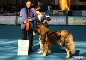 高加索犬