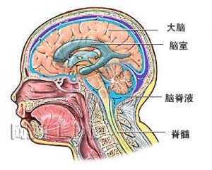 腦膜炎奈瑟菌