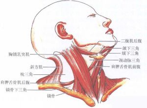 頸前三角