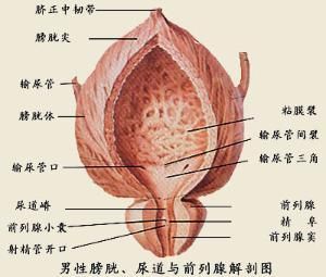 男性尿道解刨圖